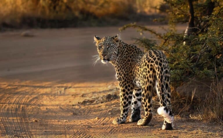 2 Day Luxury Tented Pilanesberg Safari